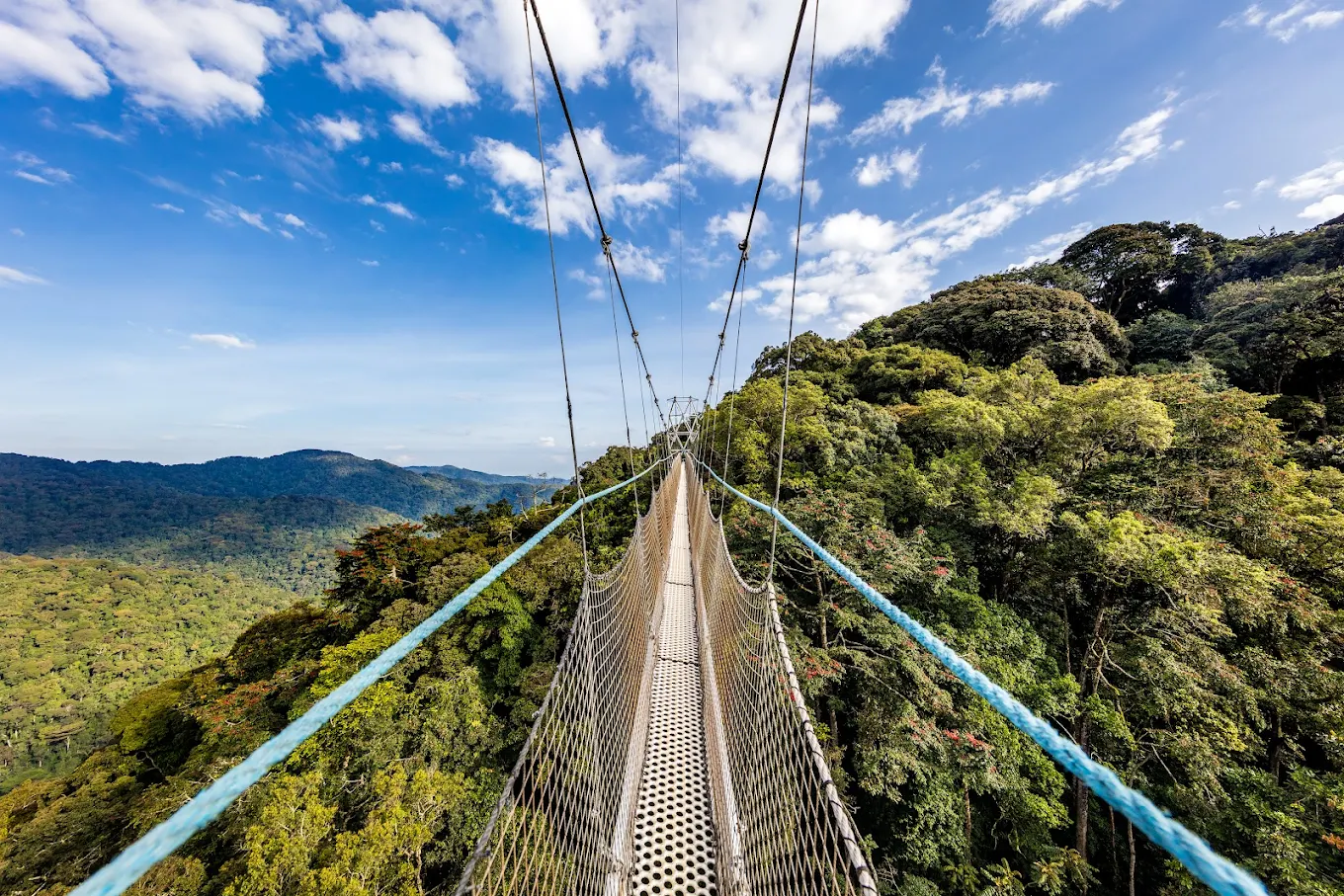 Nyungwe Forest